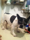 Gidget