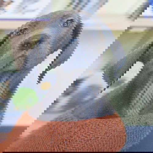 Raja