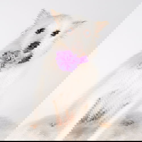 Nekota