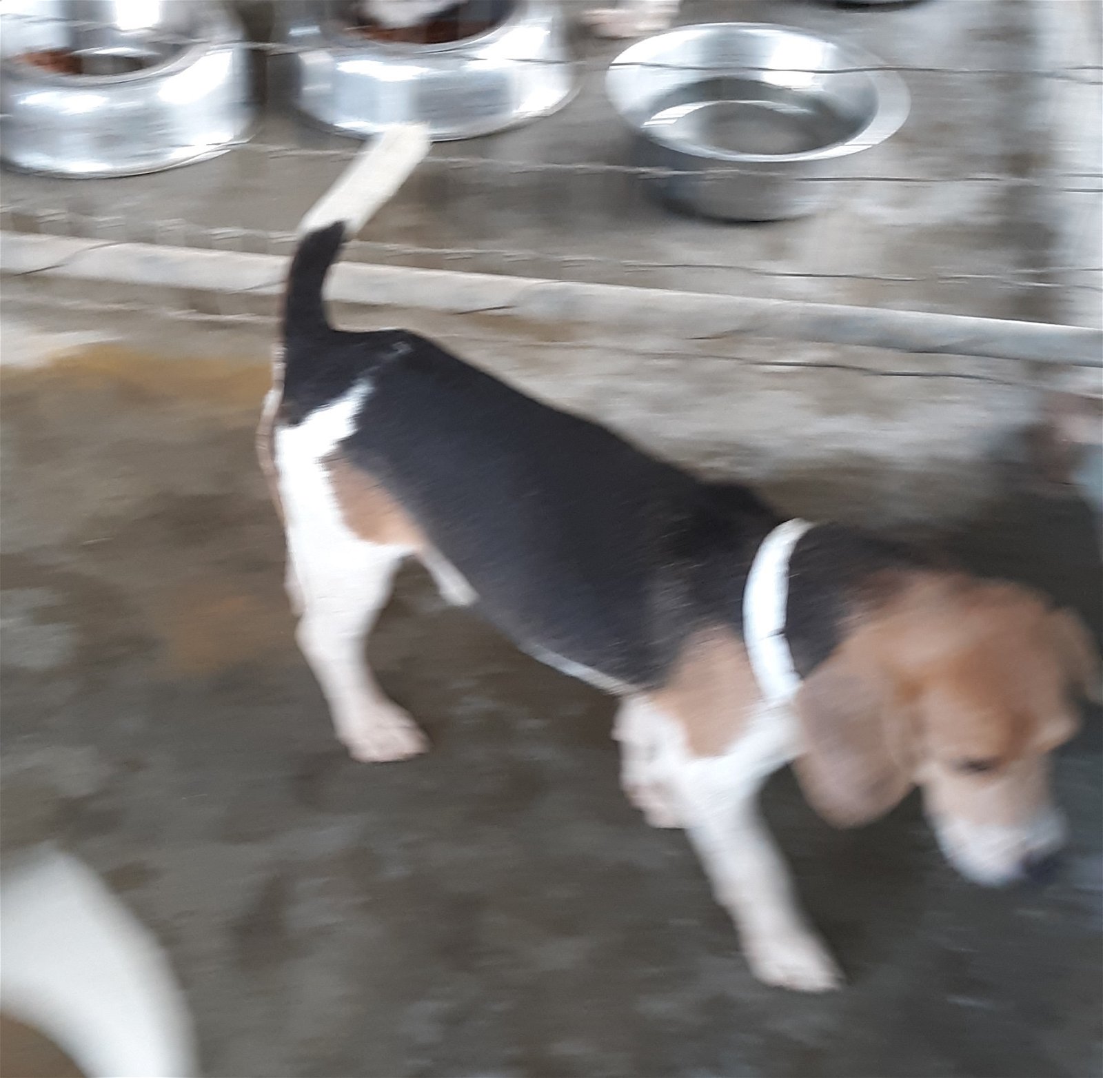 adoptable Dog in Waldron, AR named Captain Hook