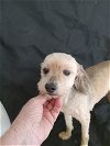 adoptable Dog in waldron, AR named Nelson