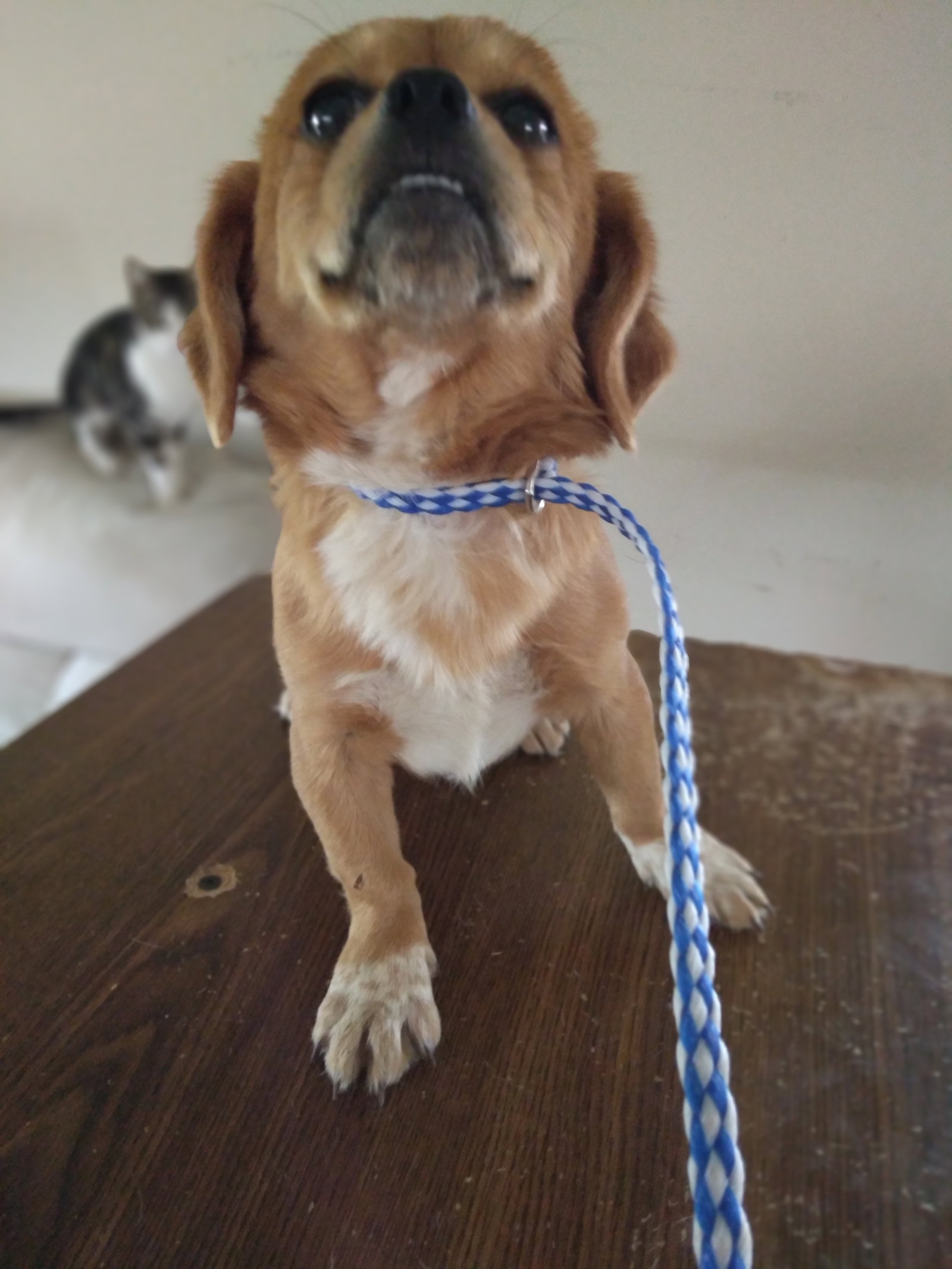 Dog for Adoption Peaches, a Pug in Bonner Springs, KS Alpha Paw