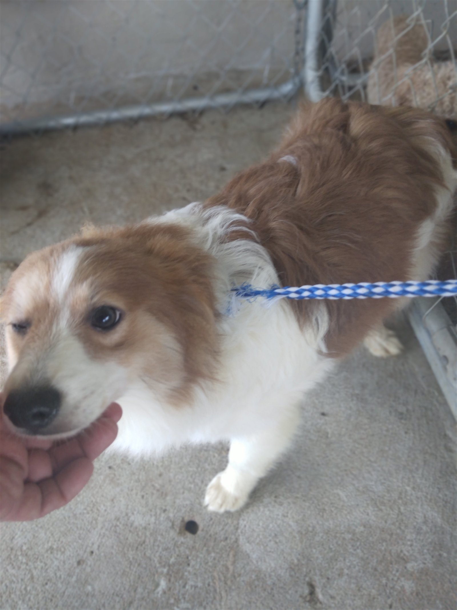 Dog for Adoption - Pepsi, a Pomeranian in Hutchinson, KS | Alpha Paw