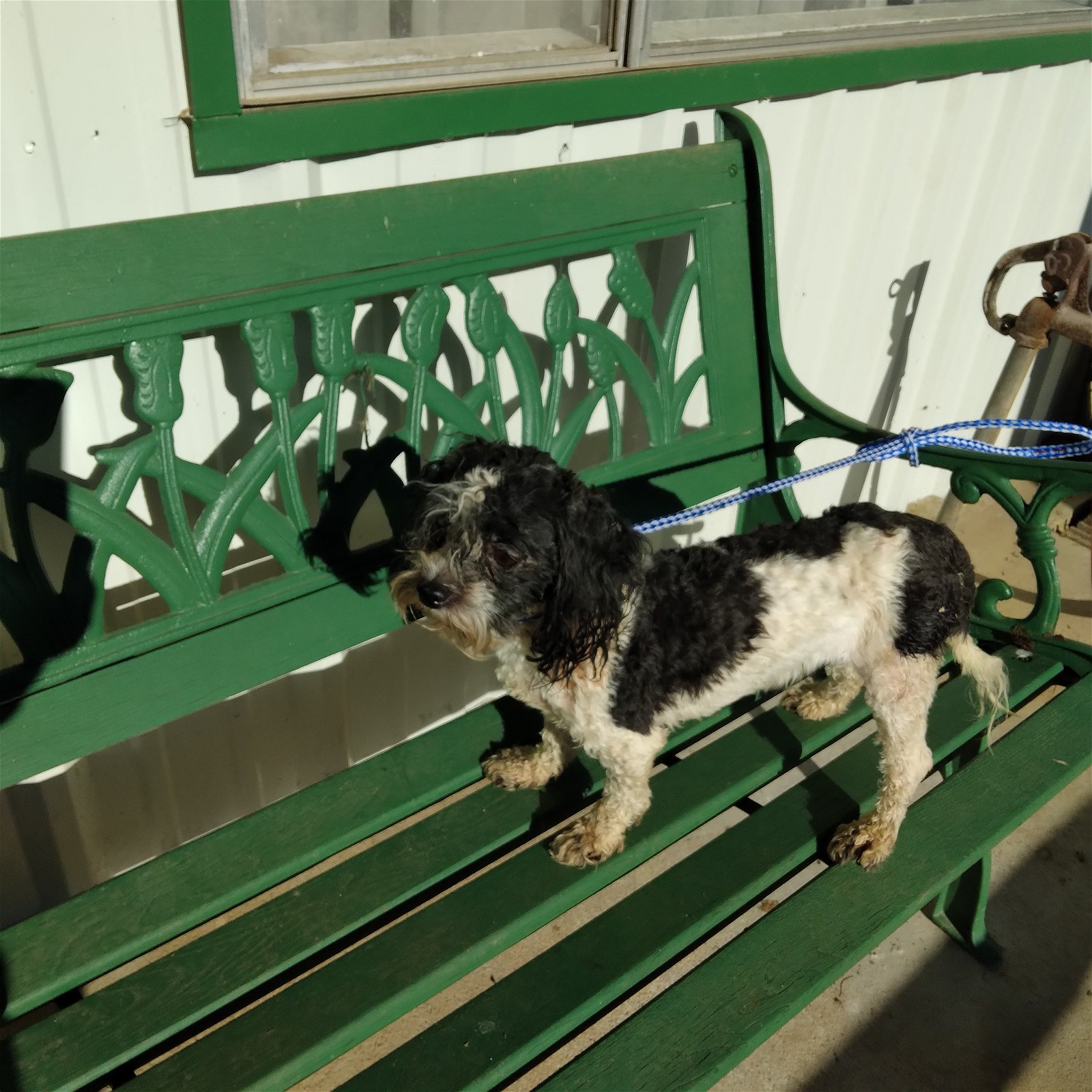 adoptable Dog in Waldron, AR named Oreo