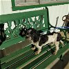 adoptable Dog in waldron, AR named Oreo