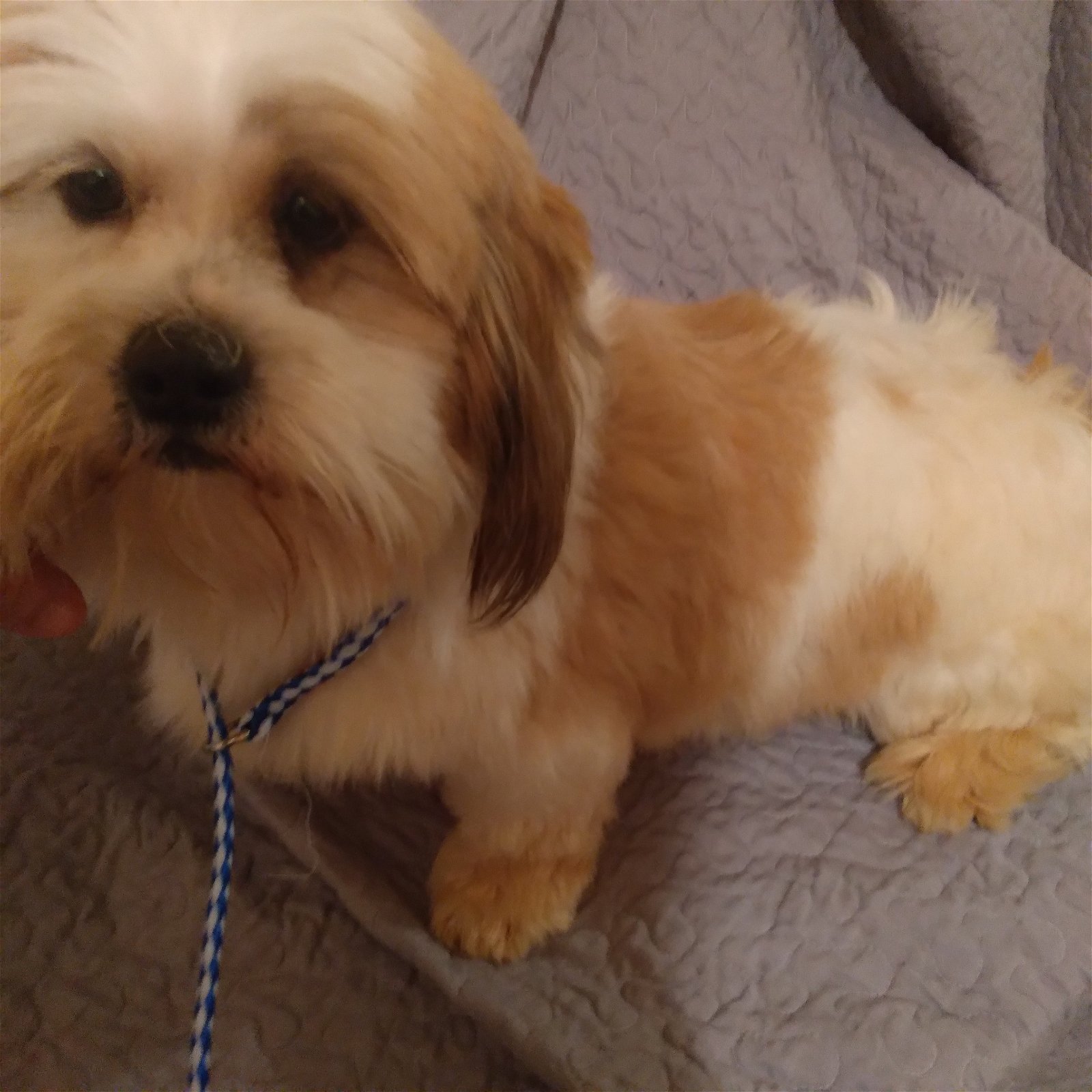 adoptable Dog in Waldron, AR named Dwalin