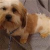 adoptable Dog in waldron, AR named Dwalin