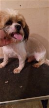 adoptable Dog in waldron, AR named Balin