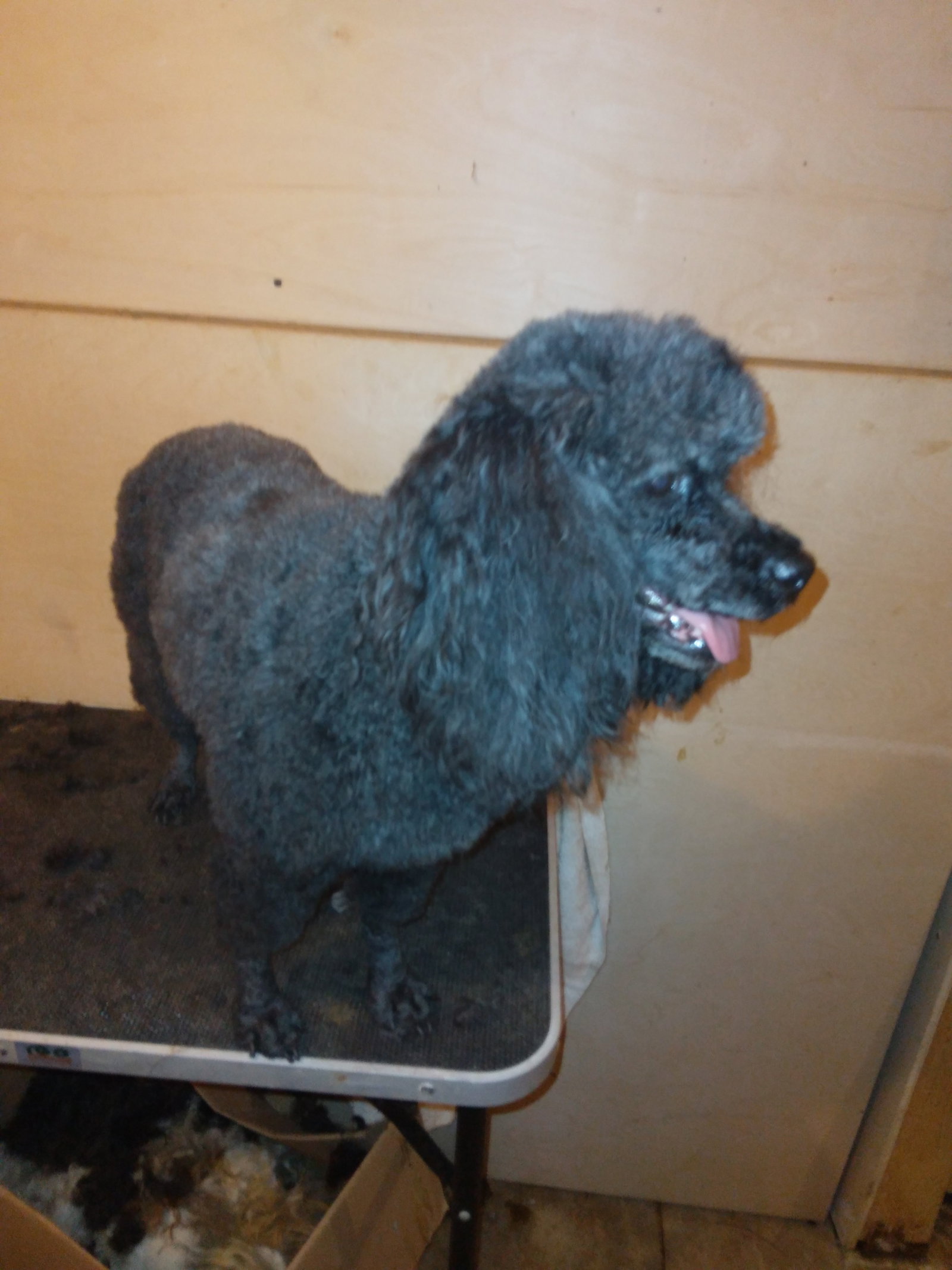 Dog for Adoption Licorice, a Poodle (Toy) in Charleston, AR Alpha Paw