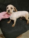 adoptable Dog in waldron, AR named Charles