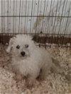 adoptable Dog in waldron, AR named Bonnie