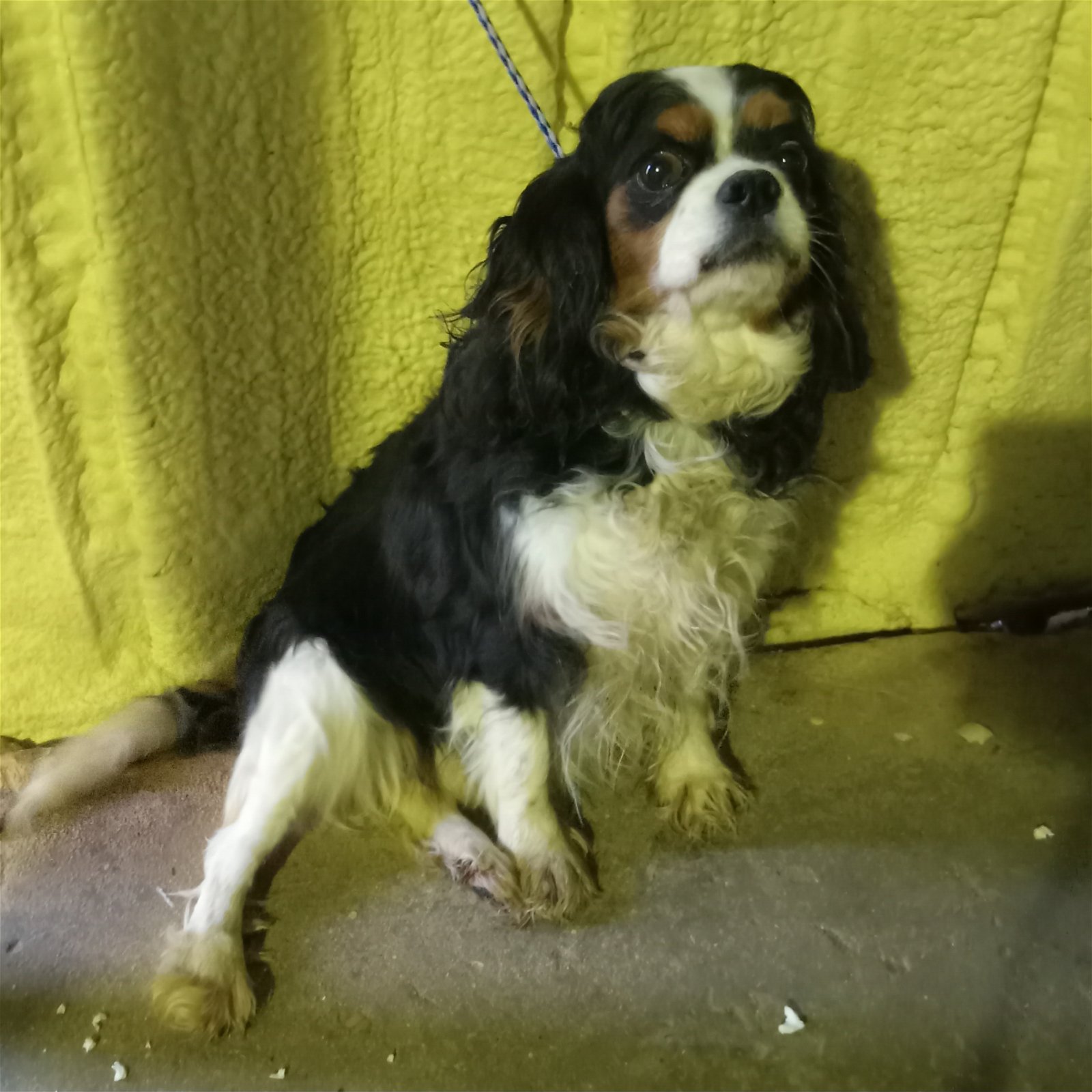 adoptable Dog in Waldron, AR named Tessa