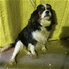 adoptable Dog in waldron, AR named Tessa