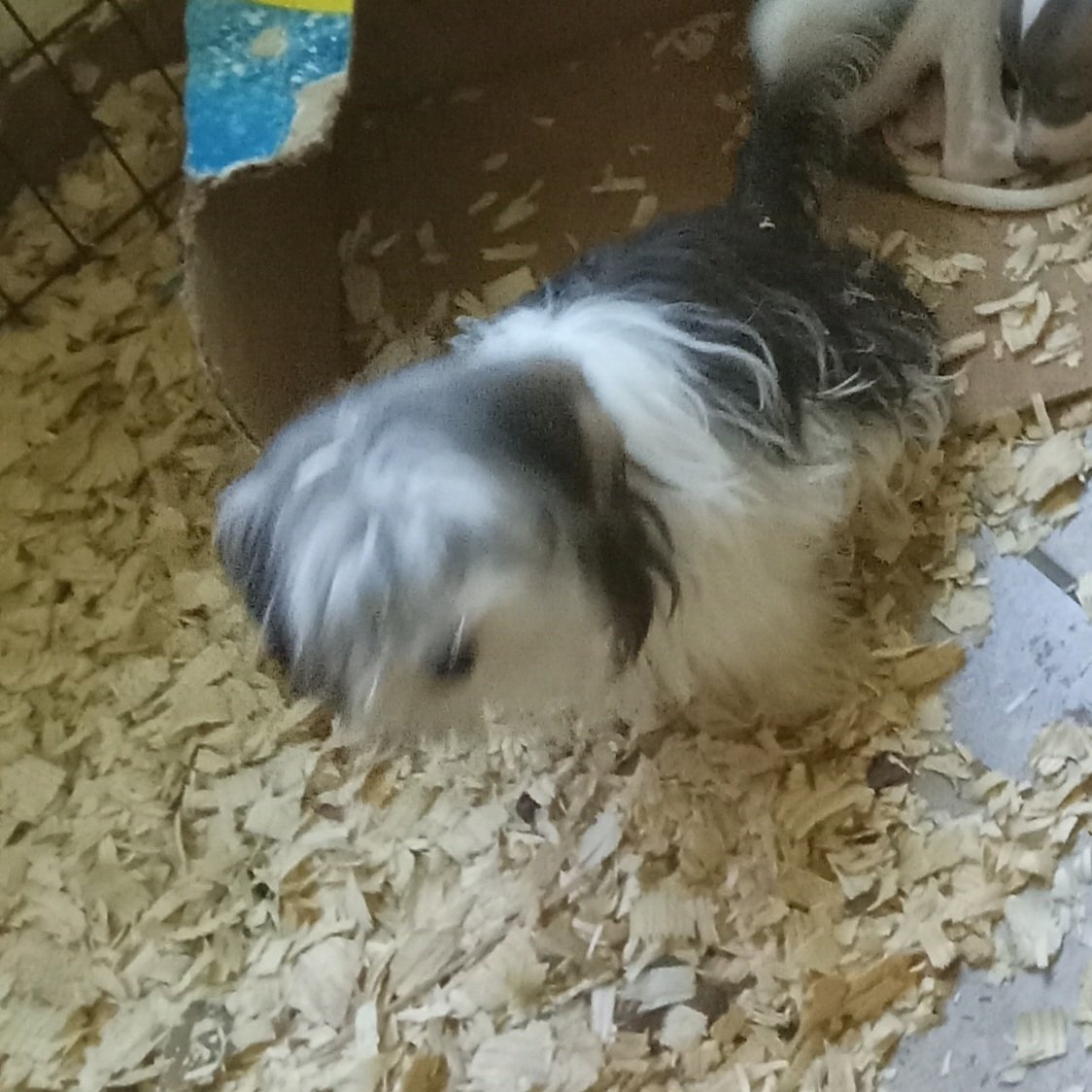 adoptable Dog in Waldron, AR named Midget