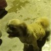 adoptable Dog in waldron, AR named Bridget