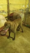 adoptable Dog in Waldron, AR named Bo