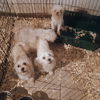 adoptable Dog in  named Garfunkel