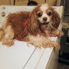 adoptable Dog in  named Lawton