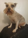 Dutchess - Photo 1