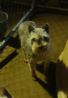 Dutchess - Photo 2