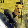 Pony - Photo 1