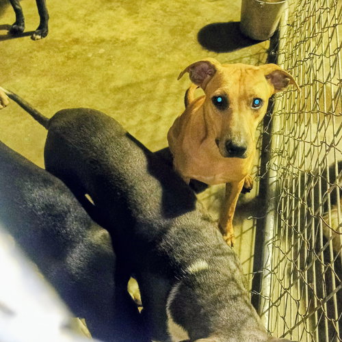 PONY - American Pit Bull Terrier available for adoption