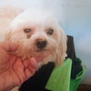Barkley - Photo 1