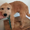 Huey - Photo 1