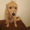Huey - Photo 2
