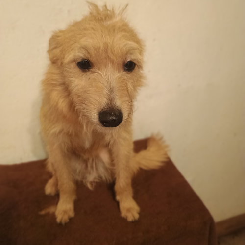 HUEY - Parson Russell Terrier available for adoption