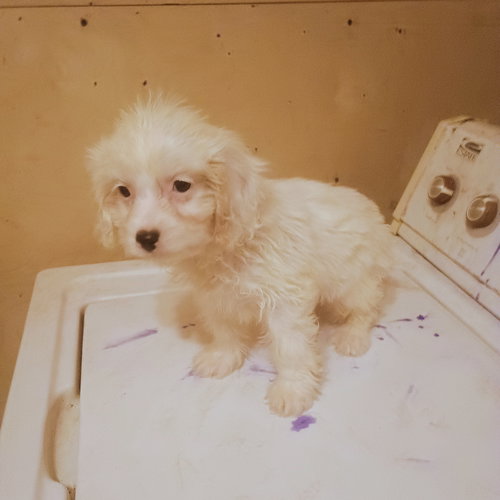 Buttons, an adoptable Cavalier King Charles Spaniel in Waldron, , MO