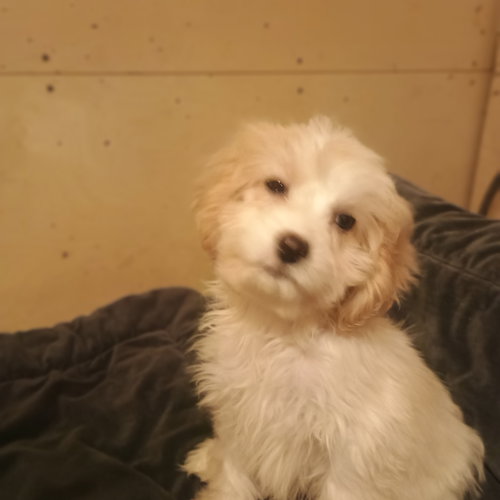 Bandit, an adoptable Cavalier King Charles Spaniel in Waldron, , MO