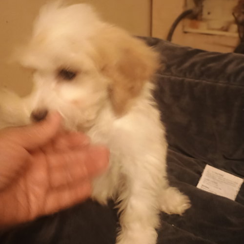 Charlie, an adoptable Cavalier King Charles Spaniel in Waldron, , MO