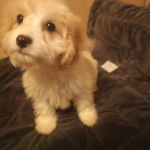 Belle, an adoptable Cavalier King Charles Spaniel in Waldron, , MO