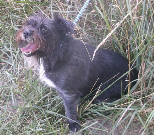 Daisey schnoodle