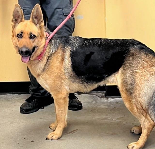 Dog for Adoption - Rescue Kimber, a German Shepherd Dog in Wilson, NY ...