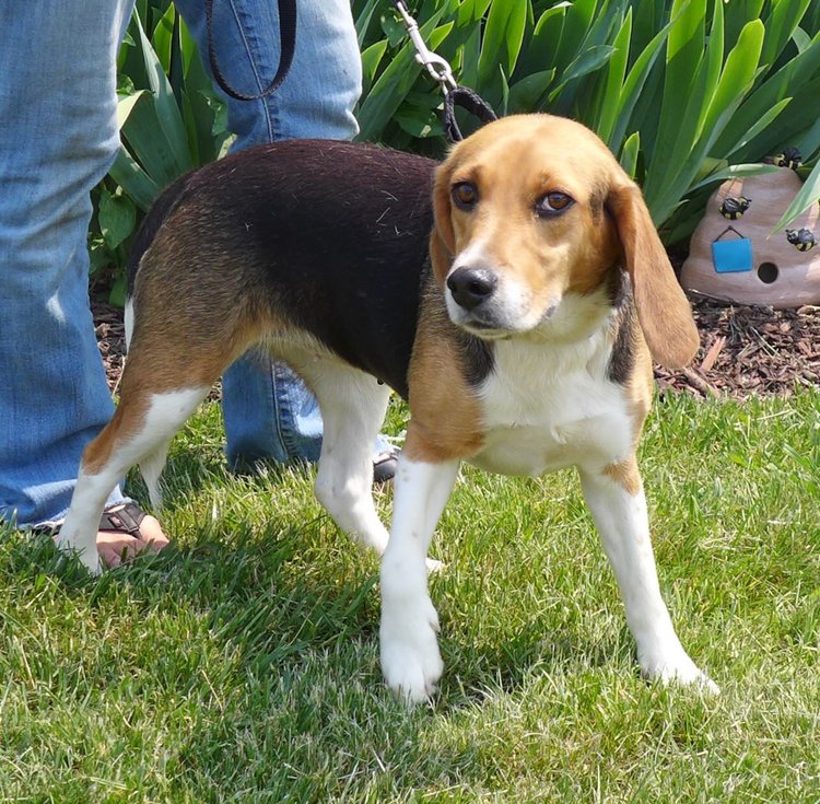 dog-for-adoption-rescue-millie-a-beagle-in-lancaster-ny-alpha-paw