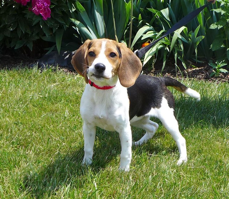 Dog for Adoption - Rescue Bella, a Beagle in Yorkshire, NY | Alpha Paw