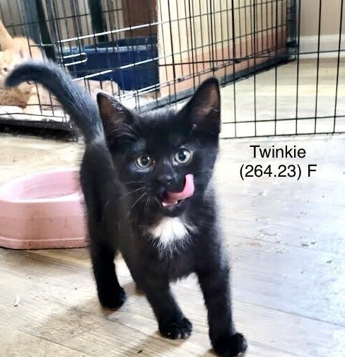 Cats for Adoption in Niagara Falls, New York | Alpha Paw