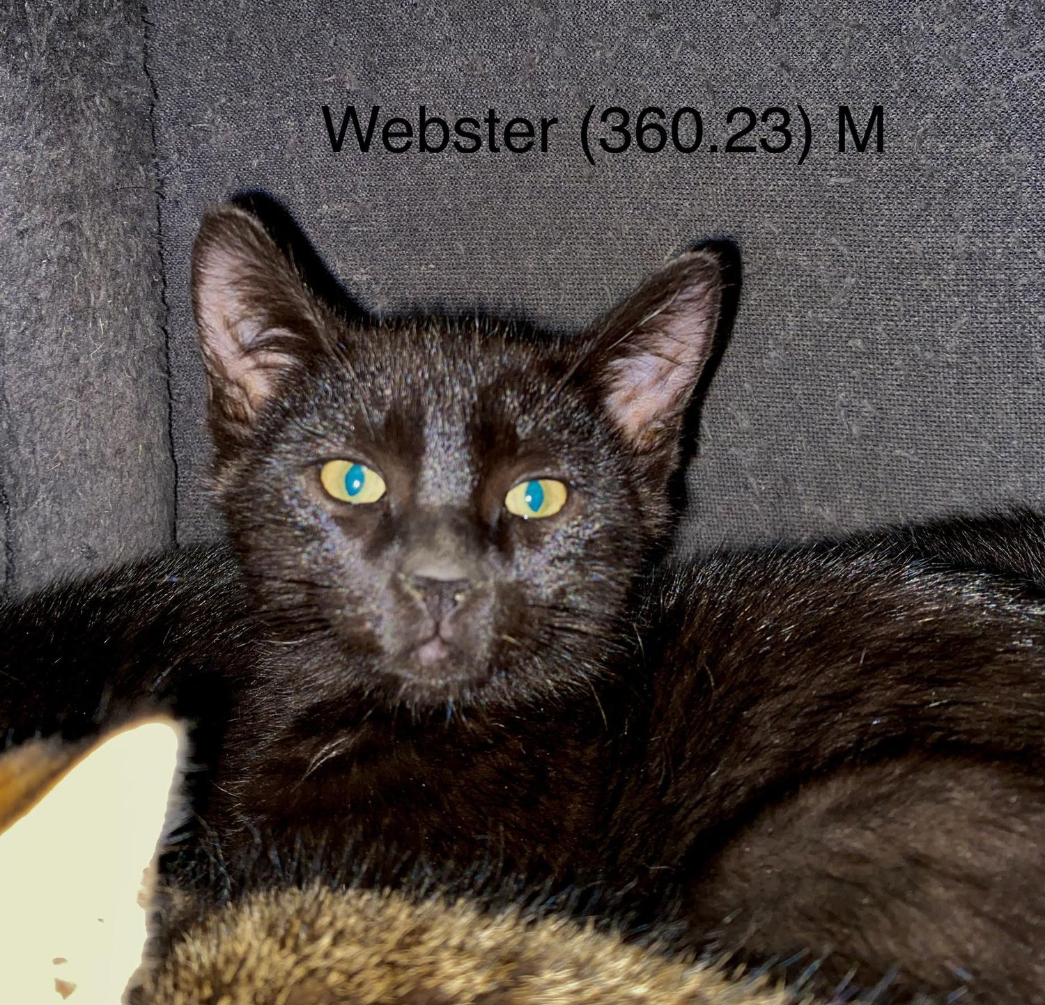 Cat adoption in Batavia, NY 14020 Domestic Short Hair (short coat) Cat