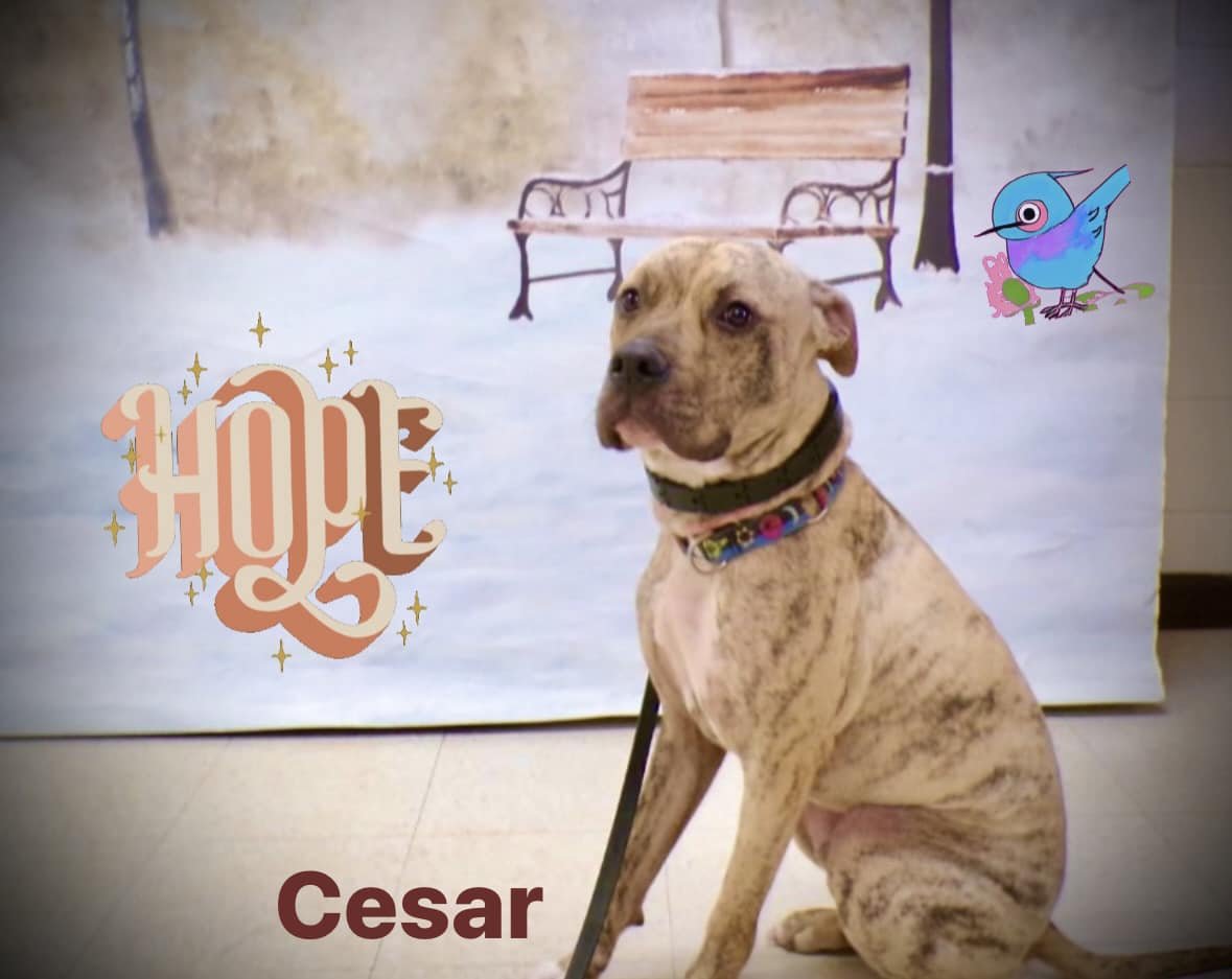 adoptable Dog in Batavia, NY named PTH Cesar