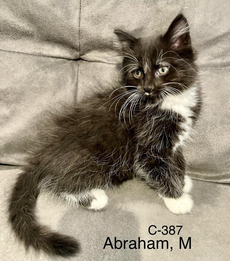 Cat adoption in Batavia, NY 14020 Domestic Long Hair (long coat) Cat "Foster Abraham"