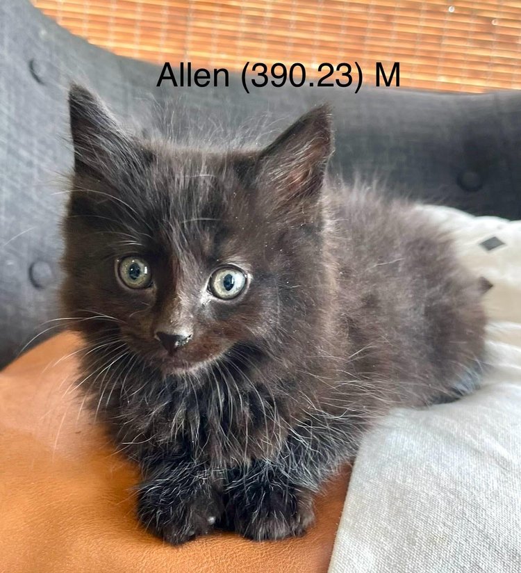 Cat adoption in Batavia, NY 14020 Domestic Long Hair (long coat) Cat "Foster Allen"
