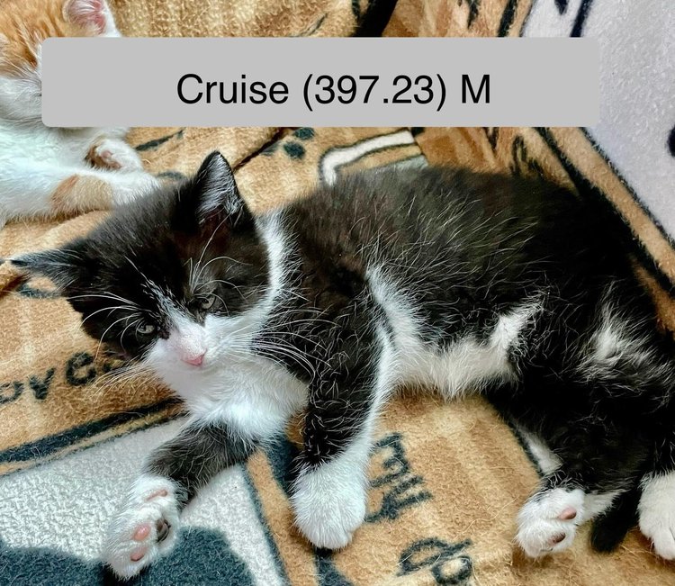 Cat adoption in Batavia, NY 14020 Domestic Long Hair (long coat) Cat "Foster Cruise"