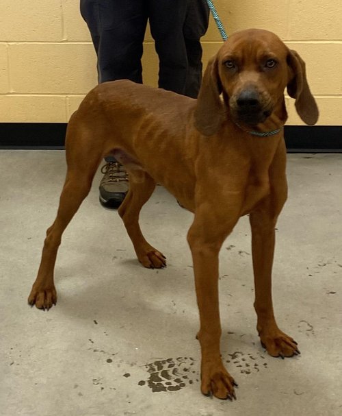 Dog for Adoption Rescue Copper, a Redbone Coonhound in West Seneca