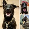 adoptable Dog in batavia, NY named Nala