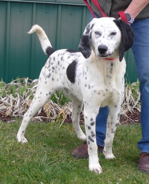 adoptable Dog in Batavia, NY named PTH Onyx