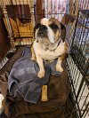 adoptable Dog in batavia, NY named Rescue Bess