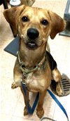 adoptable Dog in batavia, NY named PTH Gordon