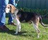 adoptable Dog in batavia, NY named Rescue Bob